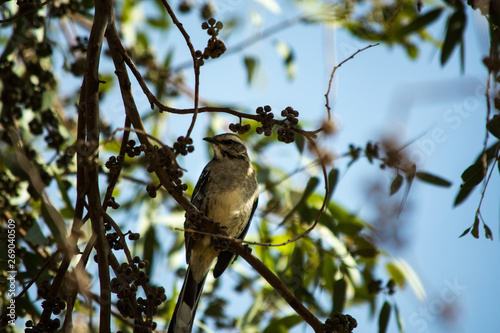 ave posada en rama de arbol © Mauricio