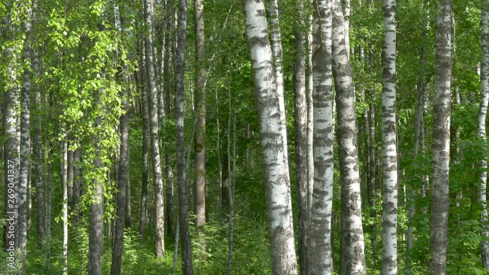 Birch Grove. white tree trunks on a green background Birch Grove. white tree trunks on a green background