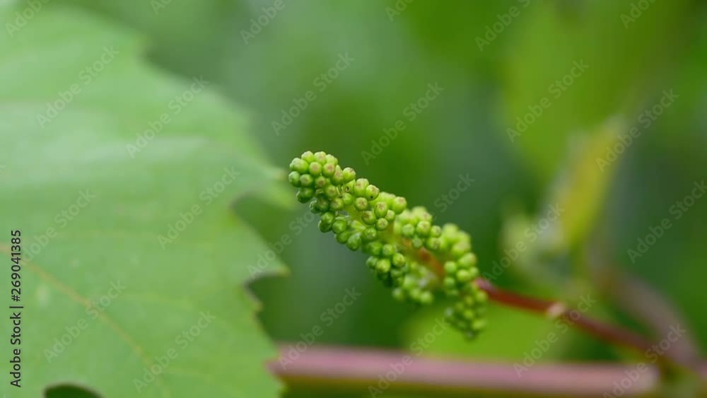Young green and small vine buds waving on the wind in the vineyard Young green and small vine buds waving on the wind in the vineyard