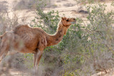 Middle eastern camel in a desert near Al Ain, UAE