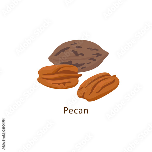 Pecan nut isolated on white background vector illustration in flat design.