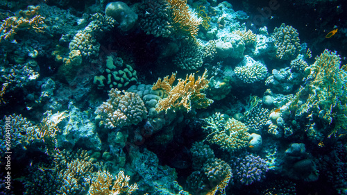 Closeup image of colorful coral reef in the Red sea. Growing anemones, sea weeds and swimming colorful fishes