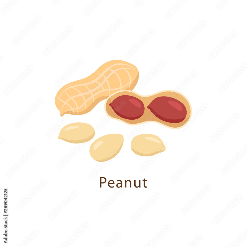 Peanut isolated on white background vector illustration in flat design.