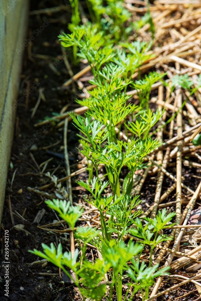 Fototapeta premium Baby Carrots Growing in a Cedar Garden Bed with Straw
