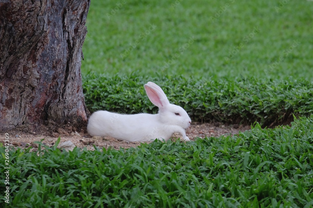 White rabbit sitting under a tree in a green lawn