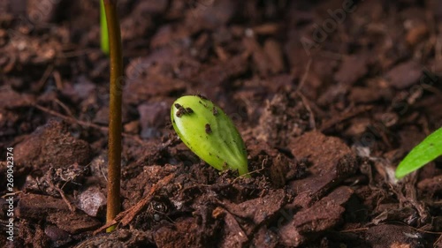 Citrus tree seedling time lapse - emerging from soil