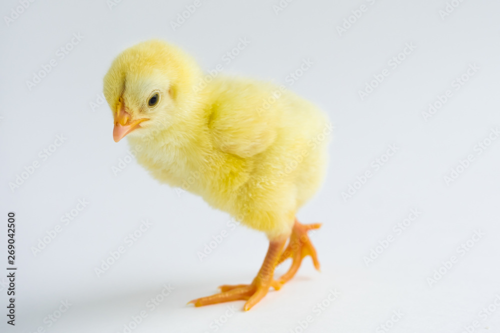 little chicken isolated on white background little chicken isolated on white background