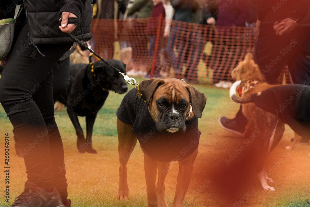 Boxer, dog show