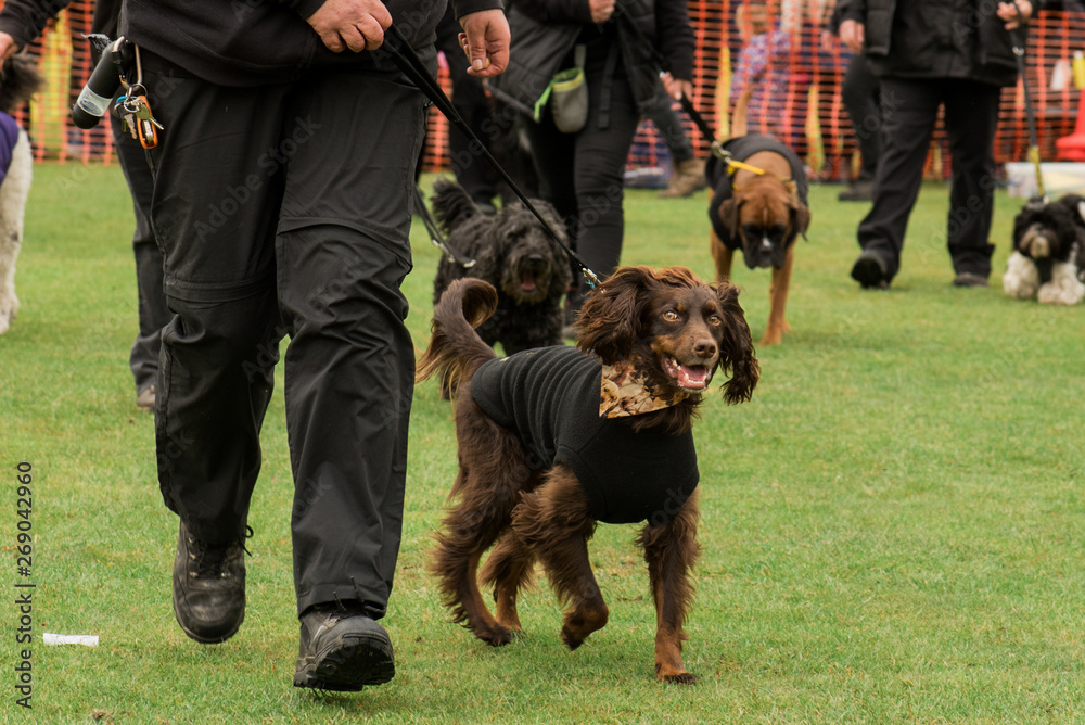 Domestic dog, dog show
