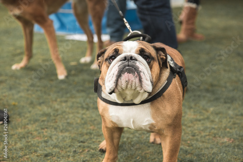 Obraz na płótnie Dog show, United Kingdom w salonie