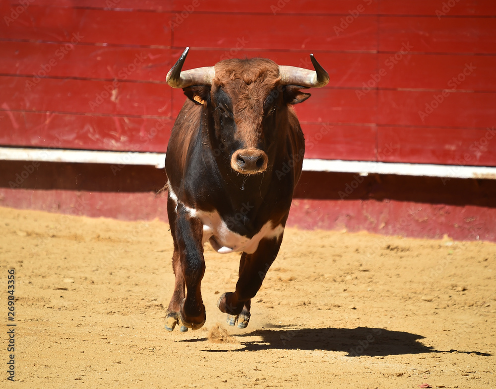 bull in spain in bullring