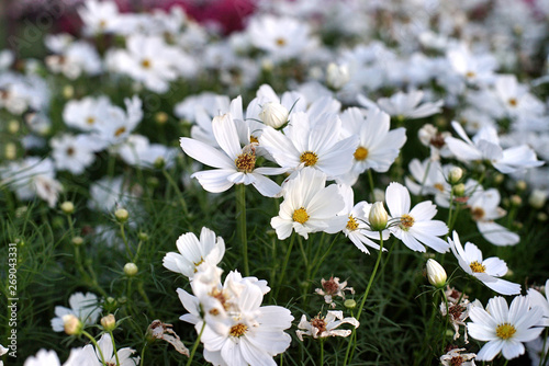 White daisy in the fields © Verachai Jewcharoen