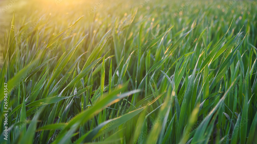 Beautiful green grass in the sunset light. Close-up. Background for design. Nature