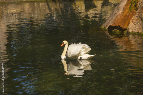 Wallpaper Mural White Swan swims in a small stone quarry in the Park.Crimea. Torontodigital.ca