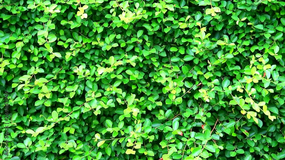 green fresh leaves nature fench banyan tree of Indonesia green fresh leaves nature fench banyan tree of Indonesia