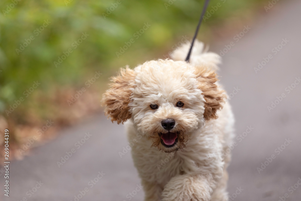 Adorable Maltese and Poodle mix Puppy (or Maltipoo dog), running and jumping happily, in the park