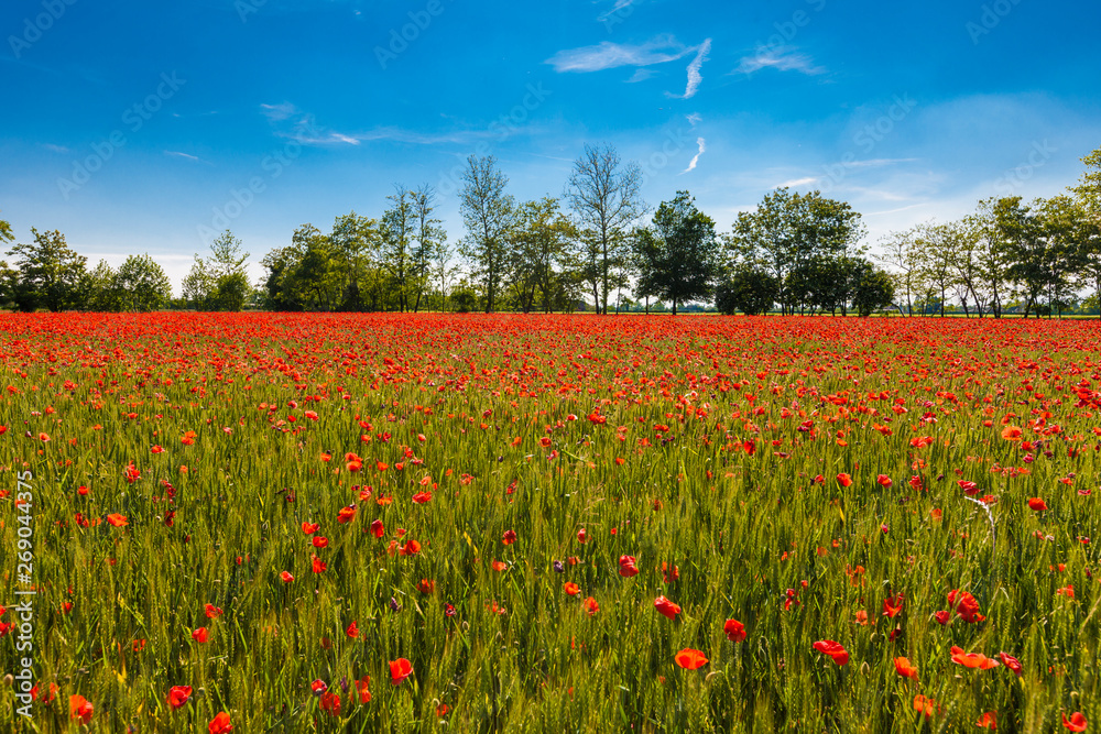 Field of poppies