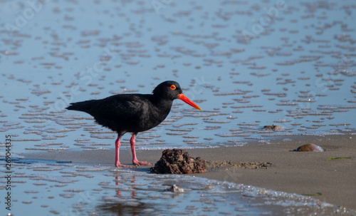 Black African oystercatcher on the beach near Boggams Bay / Mossel Bay, on the Oystercatcher Trail, Garden Route, South Africa. photo