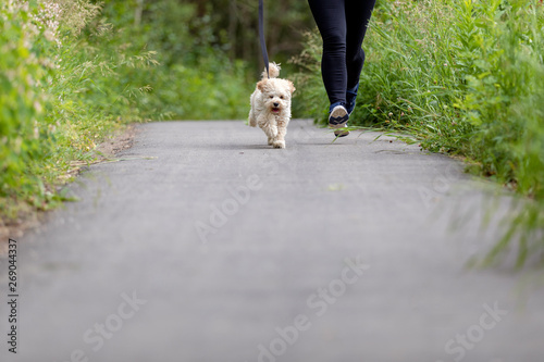 Adorable Maltese and Poodle mix Puppy (or Maltipoo dog), running and jumping happily, in the park