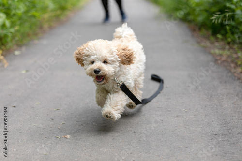 Adorable Maltese and Poodle mix Puppy (or Maltipoo dog), running and jumping happily, in the park