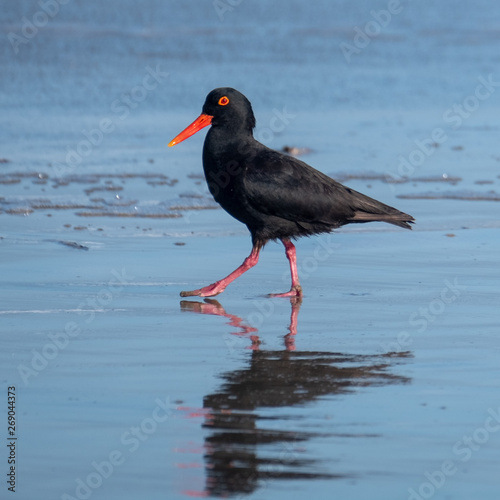 Black African oystercatcher on the beach near Boggams Bay / Mossel Bay, on the Oystercatcher Trail, Garden Route, South Africa. photo