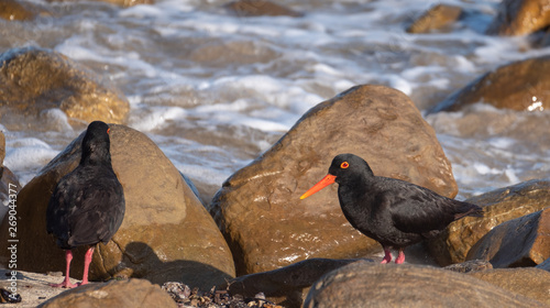 Pair of African oystercatcher birds on the beach near Boggams Bay / Mossel Bay, on the Oystercatcher Trail.  photo