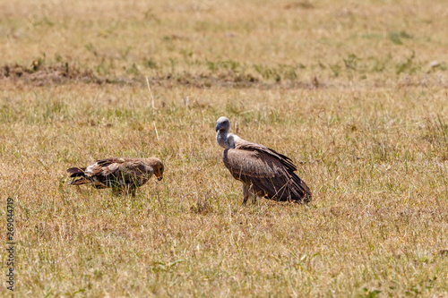 White backed vulture and a Tawny eagle sitting on the savannah