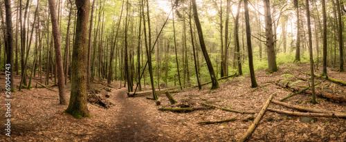 Panoramic view of hiking trail through the forest at Tillman's Ravine in Stokes State Forest, NJ