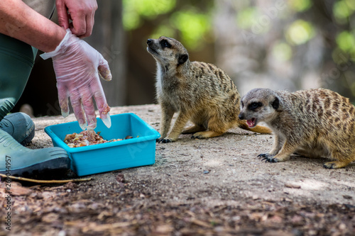Fotografie, Obraz A hand of a woman getting ready to feed a couple of meerkats or suricate (Surica