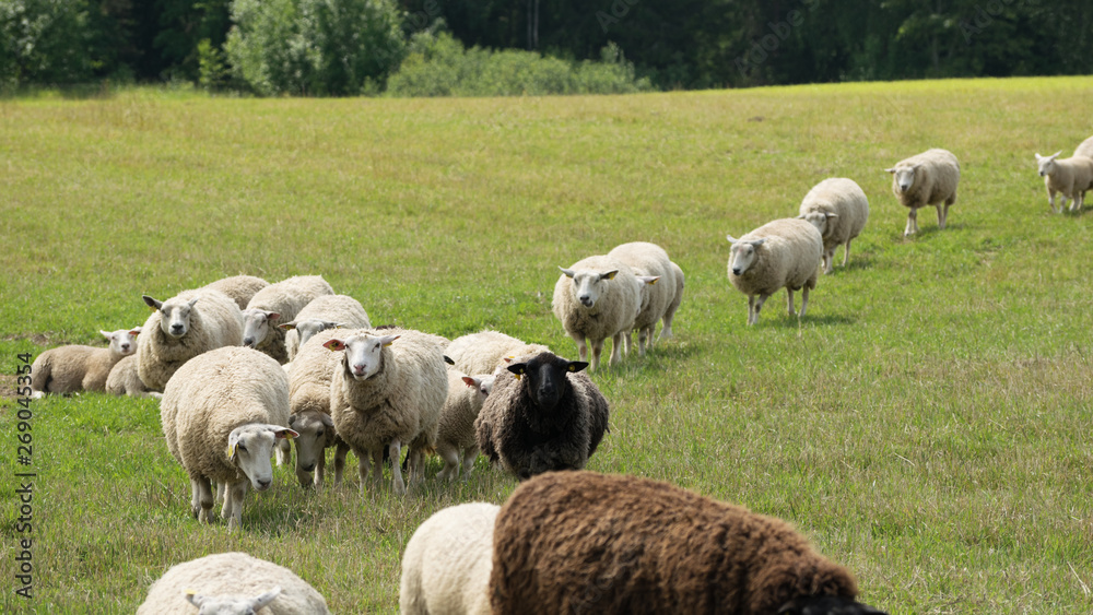 Sheep herd in summer pastureland