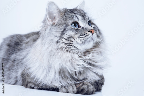 Foto Funny large longhair gray tabby cute kitten with beautiful big blue eyes