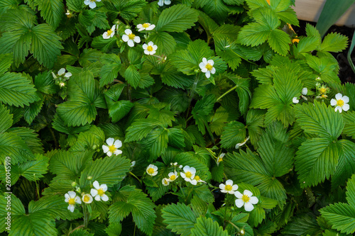 Gewöhnliche Wald-Erdbeeren photo