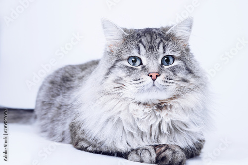Funny large longhair gray tabby cute kitten with beautiful big blue eyes.  Pets and lifestyle concept. Lovely fluffy cat on grey background. Stock  Photo | Adobe Stock