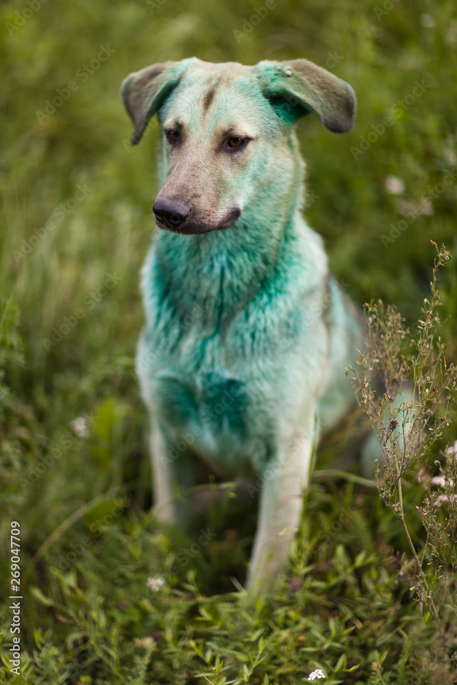 Dog soiled in green paint. Close up