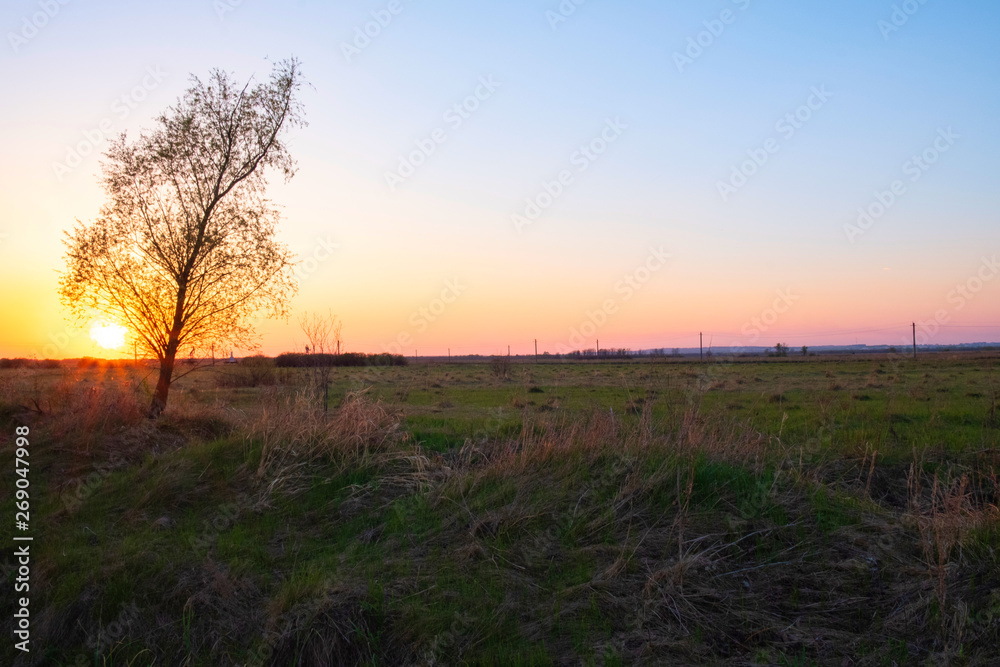 A lonely tree without leaves stands in a field at sunset.
