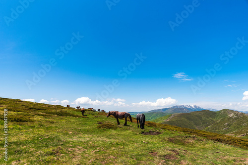 Group of horses in Central Balkan national park, Bulgaria