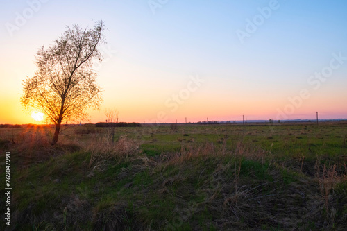 A lonely tree without leaves stands in a field at sunset.