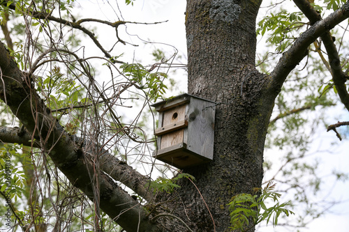 Old wooden birdhouse high on a tree © leomalsam