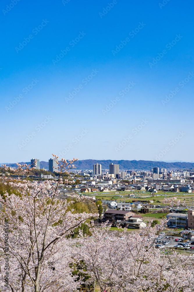 桜と高槻　都市風景
