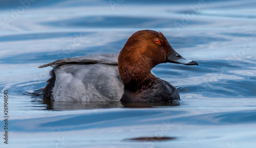 Redhead Duck Swimming in a Lake in Wetlands in Latvia