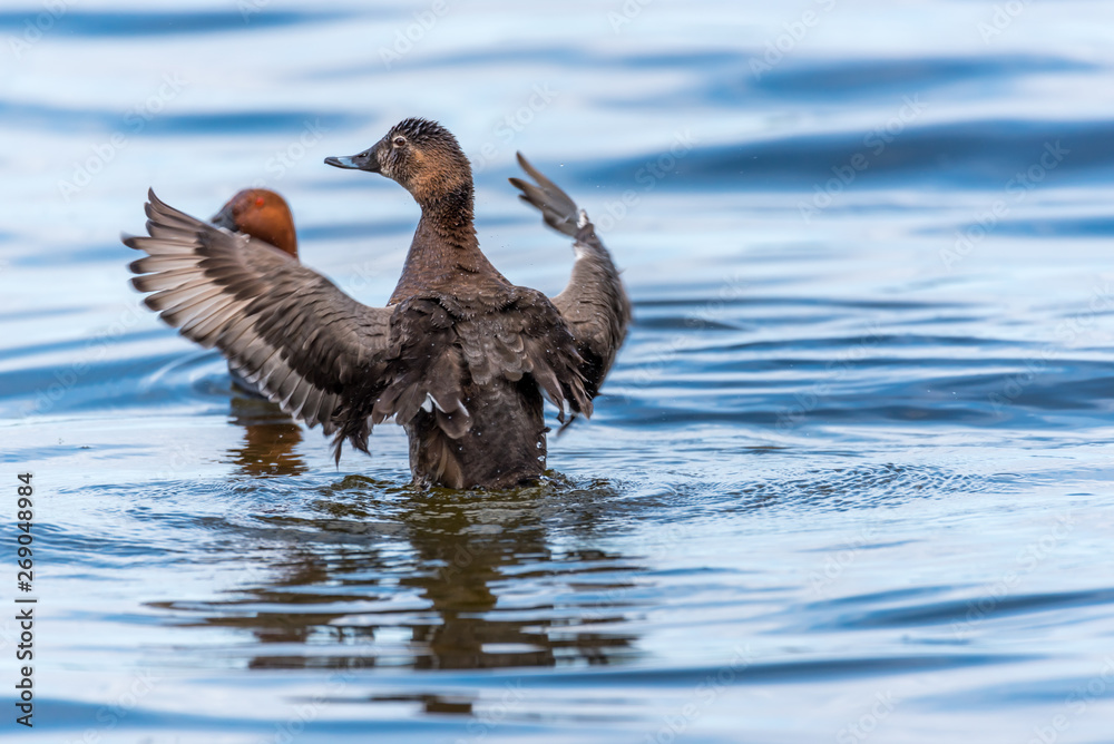 Duck Flapping its Wings to Draw Attention in a Lake