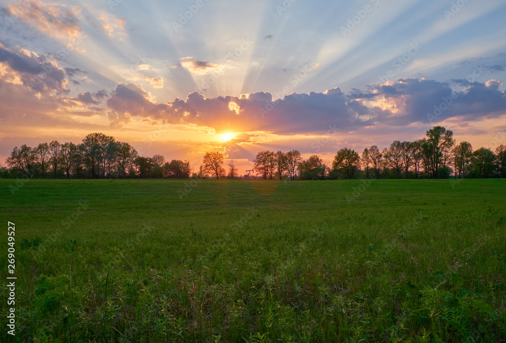 Field covered with grass in the rays of the setting sun Field covered with grass in the rays of the setting sun