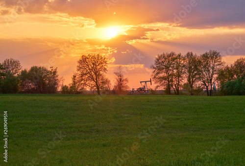 Field covered with grass in the rays of the setting sun