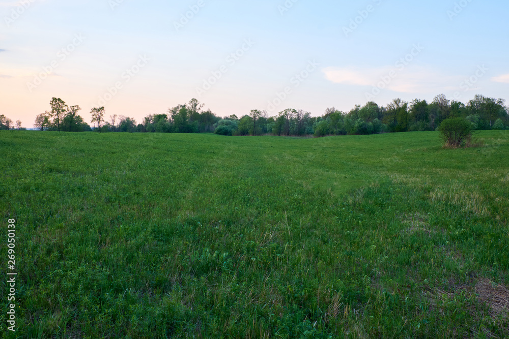 Field covered with grass in the rays of the setting sun