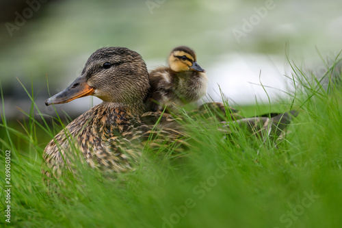 Affectionate relationship between mom and her son or daughter. Lovely baby duck nestles to the head of her / his mom.