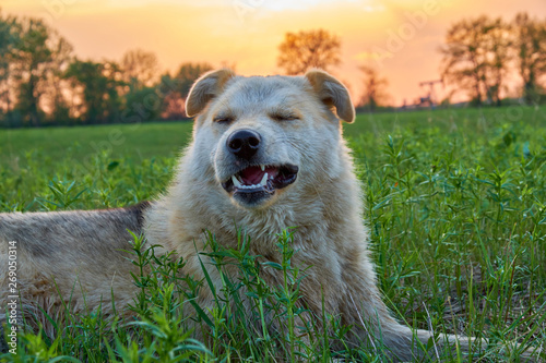 The dog lies on the green grass of the lawn at sunset and squints and grins. Portrait of a dog with a smile at sunset