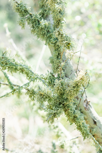 Green lichens on the branch of an tree