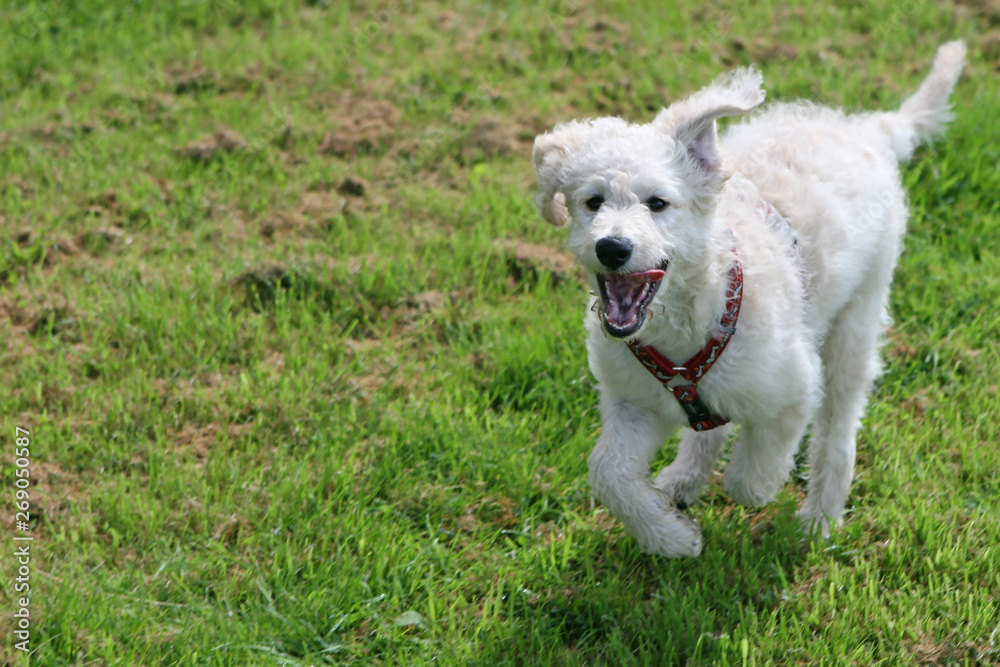 Labradoodle, dog