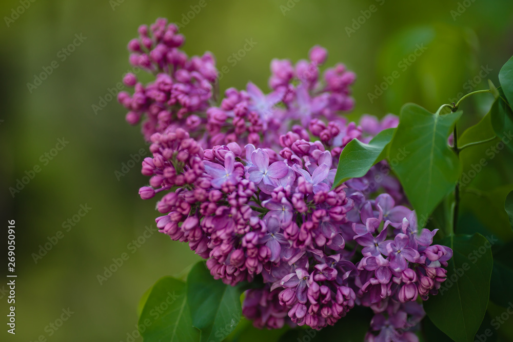 Lilac twigs with a blurred background on a sunny day in the park Lilac twigs with a blurred background on a sunny day in the park