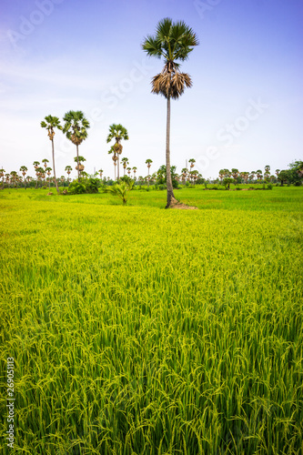 Beautiful of nature green rice fields with blue sky
